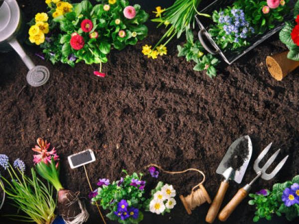 Planting spring flowers in the garden. Gardening tools and flowers on soil